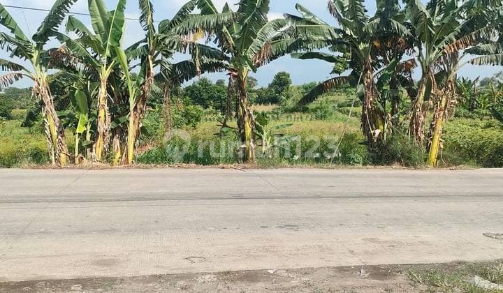 Tanah Dawarblandong Mojokerto Termurah