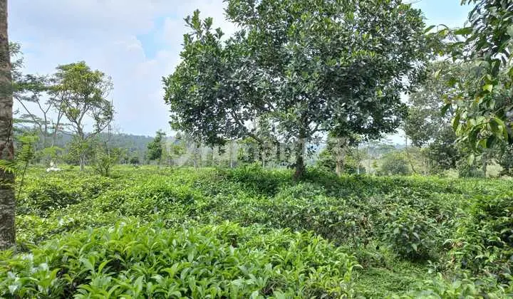 Tanah Dengan 3 Lokasi di Perkebunan Teh Daerah Jawa Barat