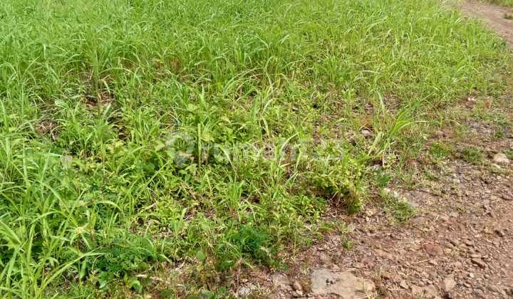 Tanah Siap Bangun Lokasi Bebas Banjir di Cilaku Cianjur