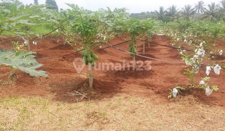 Tanah Luas Cocok untuk Perkebunan Akses Mudah di Cianjur Kota