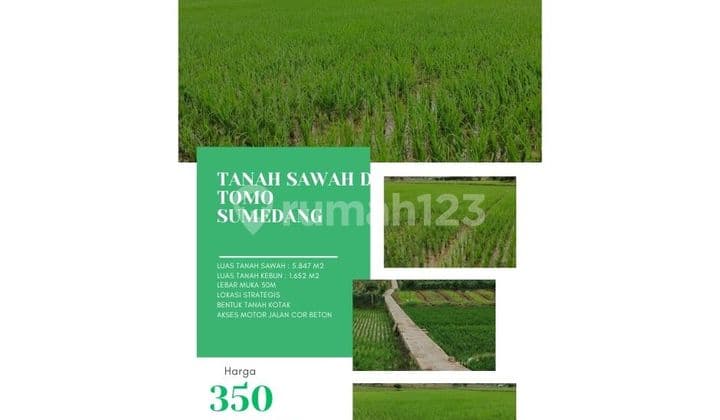 Tanah sawah produktif di tomo sumedang lokasi setrategis