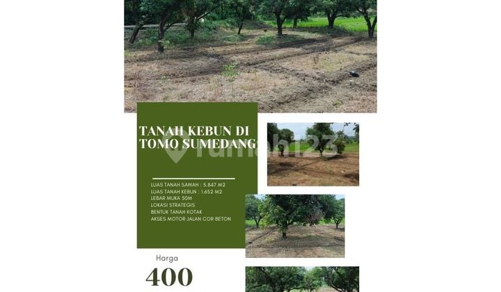 Tanah kebun dan sawah produktif di tomo sumedang lokasi strtegis