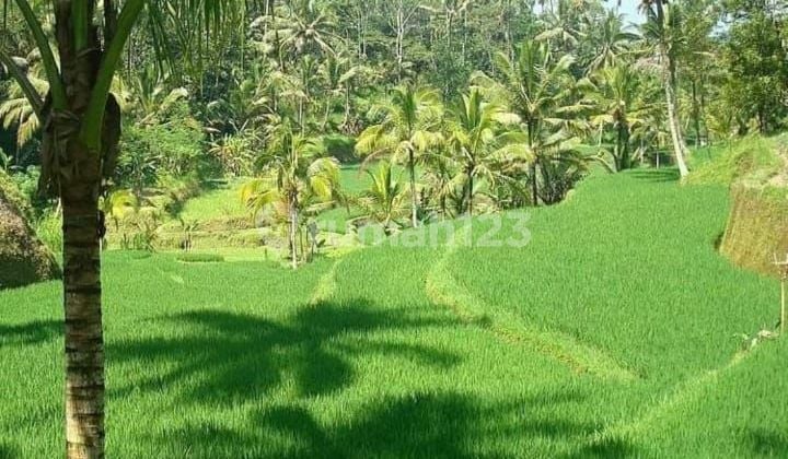 Lahan View Sawah Di Payangan Ubud