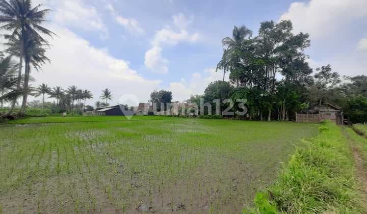 Tanah Sawah Murah Jabung Malang Sidorejo Dijual Cepat B.u Poll