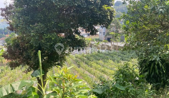 Tanah Kebun di Pageurmaneuh Punclut Lembang