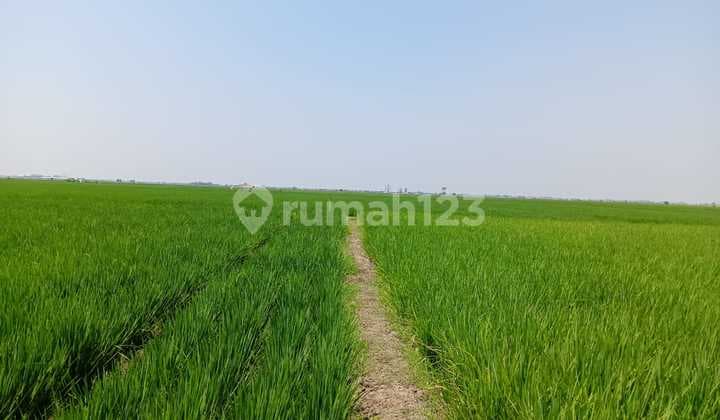 Tanah di Subang, SHM Dekat Akses Pelabuhan Patimban