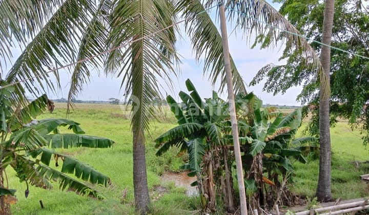 Land in Mauk Subdistrict, Tangerang Regency, 5 Ha with SHM (Certificate of Ownership)