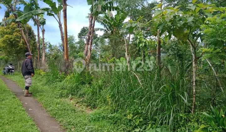 Tanah Perkebunan Subur Dekat Danau Buyan Dan Danau Tamblingan