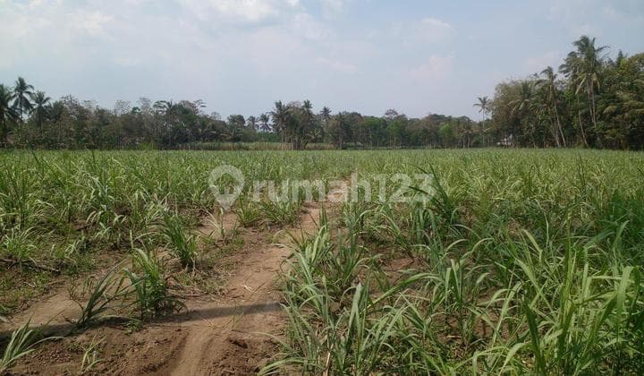 Cocok untuk Developer Rumah Subsidi Tanah Rata ±3 Hektar - Harga 295 Ribu/M² Bululawang, Malang