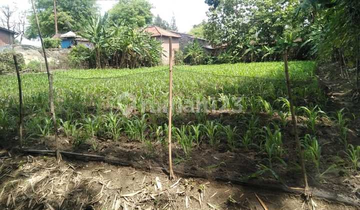 Dijual Tanah Luas Di Jl. Raya Semarang Solo, Sindurejo, Grobogan Dijual Tanah Luas Di Jl. Raya Semarang Solo, Sindurejo, Grobogan