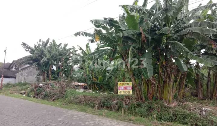 Disewakan Tanah Luas Lokasi Komplek Puri Anjasmoro Semarang Disewakan Tanah Luas Lokasi Komplek Puri Anjasmoro Semarang