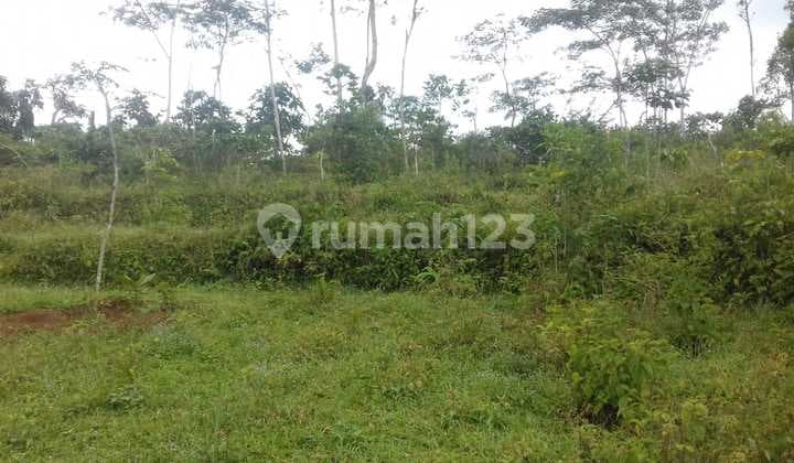 Dijual Tanah di Sukorejo Jawa Tengah Lokasi Stretegis