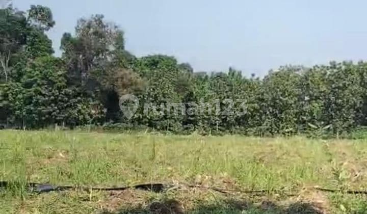 Tanah Murah Termurah Siap Pakai Pembangunan Siap Pakai Usaha Maja Lebak Banten _ h lo