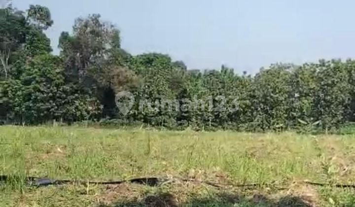 Tanah Murah Termurah Siap Pakai Pembangunan Siap Pakai Usaha Maja Lebak Banten _ h lo