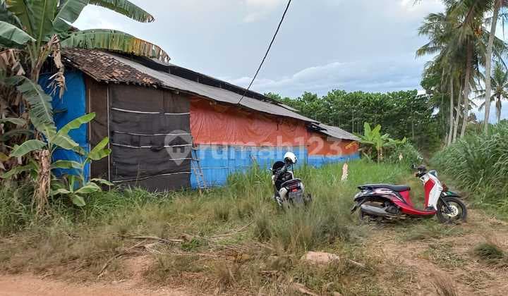 Tanah Lebar di Jati Agung Lampung Selatan Cocok Untuk Usaha Kandang Ayam