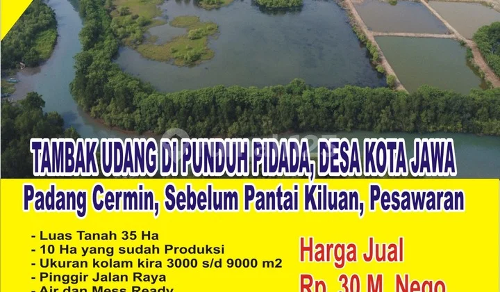 Bu Tambak Udang 35 Ha Sudah Produksi di Padang Cermin Bu Tambak Udang 35 Ha Sudah Produksi di Padang Cermin