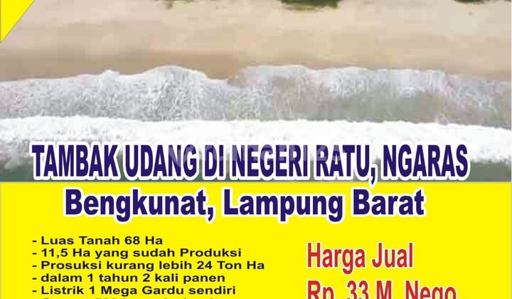 Tambak Udang Sudah Produksi Dan Masih Berjalan di Bengkunat Tambak Udang Sudah Produksi Dan Masih Berjalan di Bengkunat