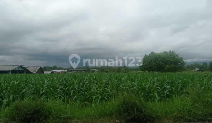 Wide Land in Kembaran Area, Purwokerto