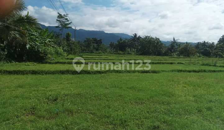 Dijual Tanah Sawah Pinggir Jalan Daerah Pekuncen, Banyumas