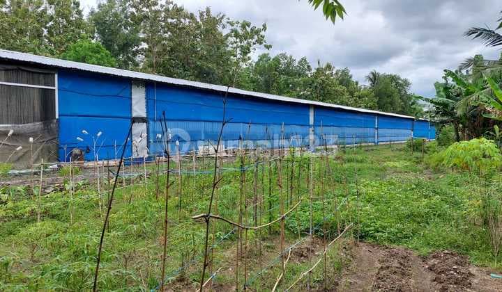 dijual peternakan ayam aktif di karanglewas, banyumas