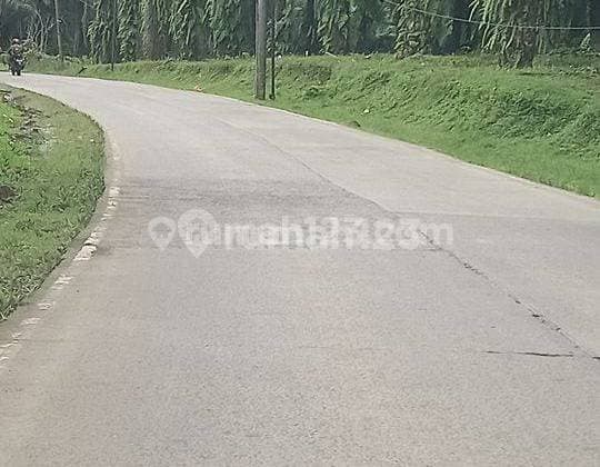 Dijual Tanah Kebun Shm 5,3 Ha Di Cigudeg