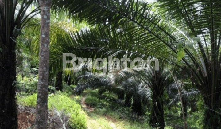 Tanah Ikn Strategis Desa Binuang Balikpapan Barat