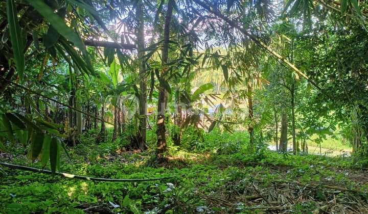 Jual Tanah Bonus Rumah Jl Raya Utama Pandeglang - Rangkas Banten