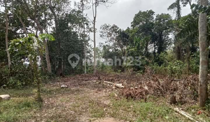 Land near road 3000 m in Rangkas Bitung Banten