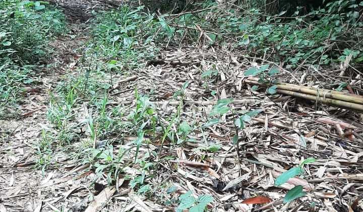 Tanah Murah Kawasan Peternakan Ayam Petelor Gobang Rumpin Bogor