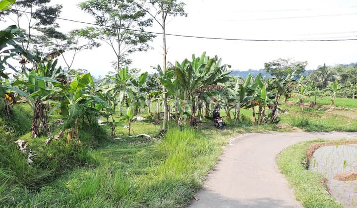 Tanah Sawah Subur Air Bagus Akses Jalan Desa Leuwiliang Bogor
