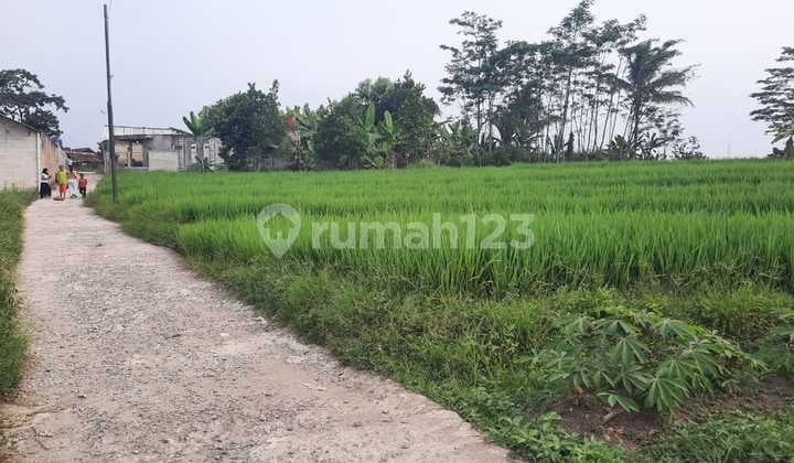 Tanah Pertanian Subur di Bogor Dekat Pasar bisa Kavling Lahan