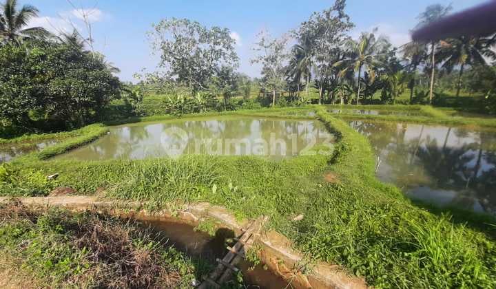 Tanah Kolam Ikan Produktif Jalur Wisata Ciampea Bogor
