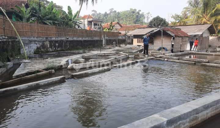 Tanah Kolam Ikan Produktif Jalur Wisata Tenjolaya Bogor