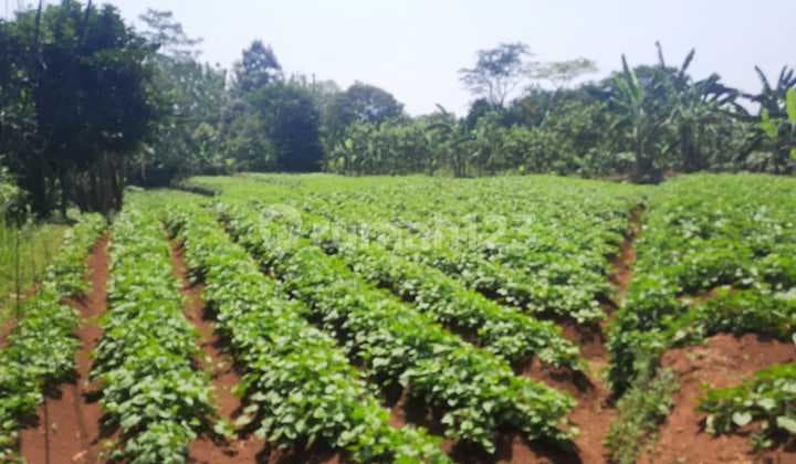 Tanah Strategis Jalur Angkot Petir Dramaga Bogor