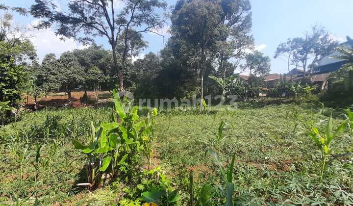 Tanah Kebun Produktif Murah Dramaga Bogor