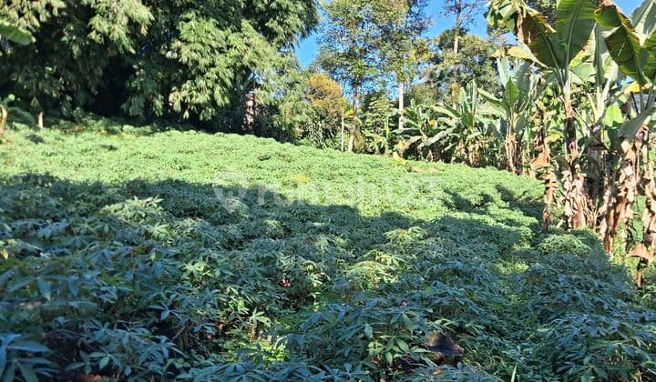 Tanah SHM 50% Dibawah NJOP Dramaga Bogor