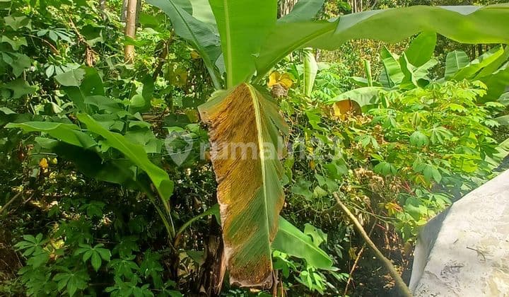 Tanah Kebun Dijual Sayap Soreang Bandung
