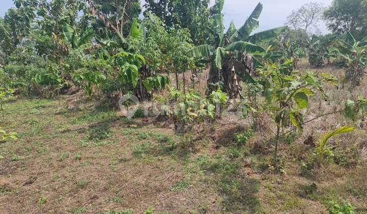 Tanah di Sindangbarang Cianjur Selatan, 2 Km Dari Pantai Karang Potong
