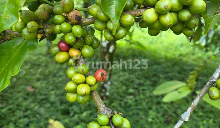 Dijual Tanah Kebun Kopi