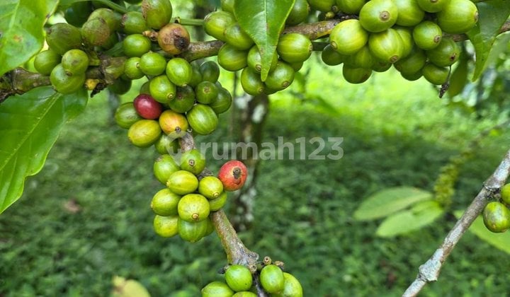 Dijual Tanah Kebun Kopi