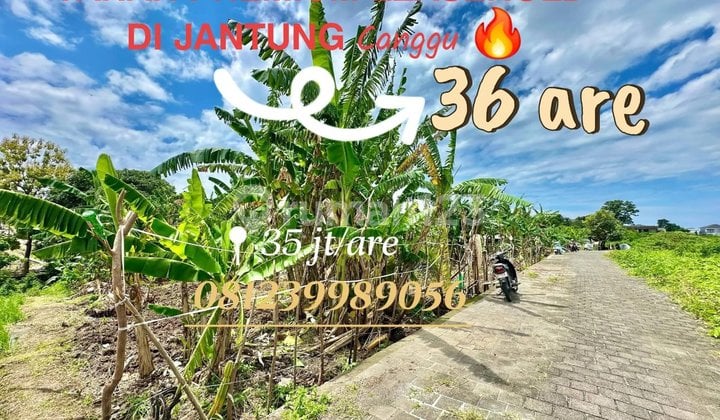 For rent. Land
