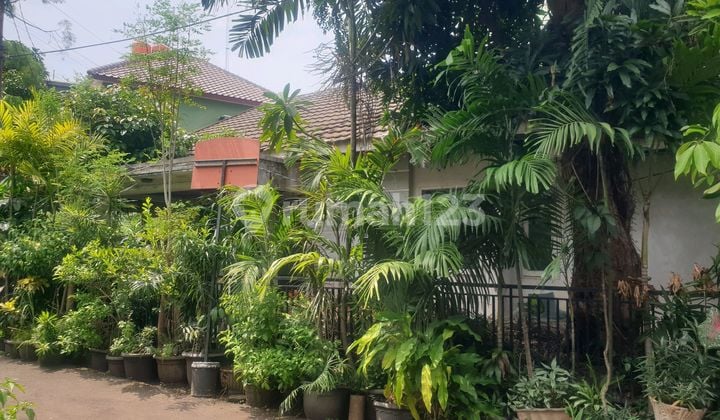 Rumah Tua Hiting Tanah Dijalan Jalan Cempaka Putih Indah
