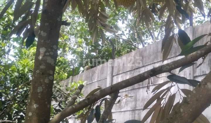 Lahan Kebun siap pakai di parung panjang bogor