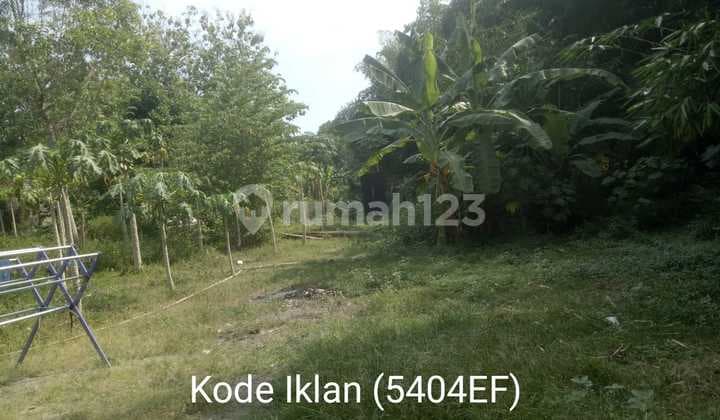 5404ef Land in Pandak, Bantul, Special Region of Yogyakarta