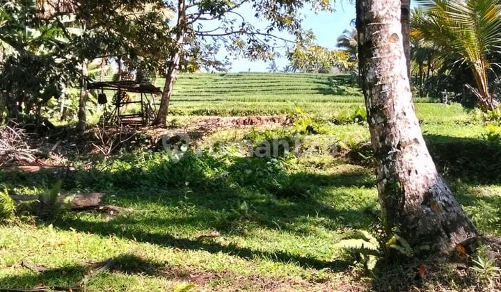 Beautiful Land
