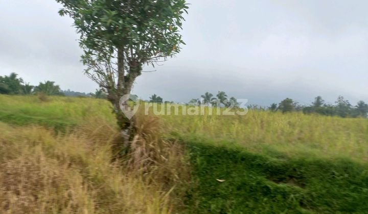 Beautiful ******** Sea And Rice Field View