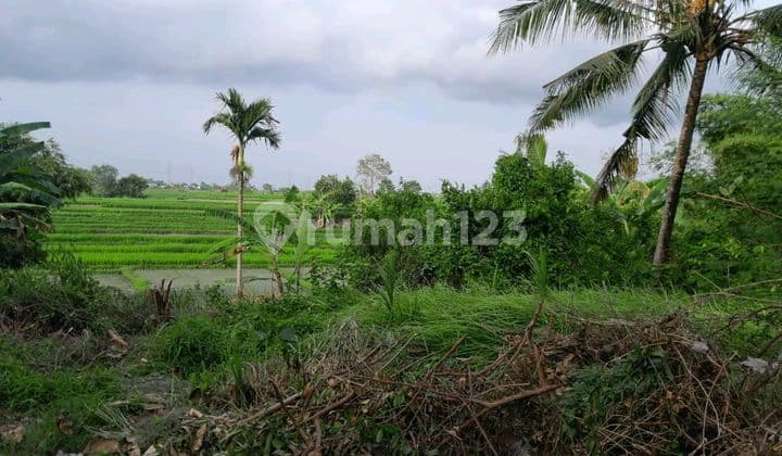 Beautiful Land With Nuce Rice Field View