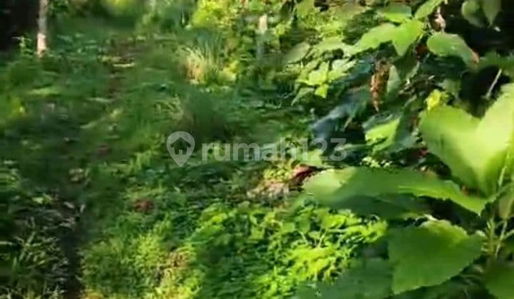 Beautiful Land Close To Jatiluwih Tourism Destination