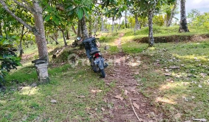 Tanah Indah dengan Sawah Ruce.