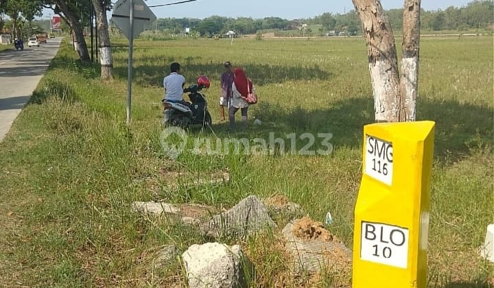 For Sale, Large Land on Purwodadi Blora Main Road, Strategic Location
